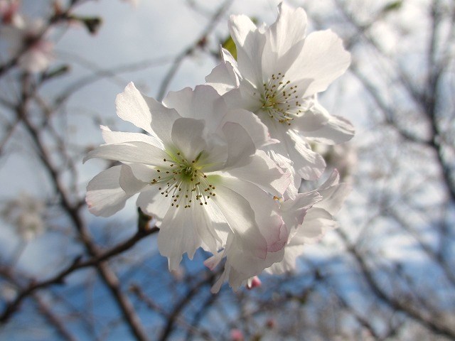 b0182884_134468.jpg