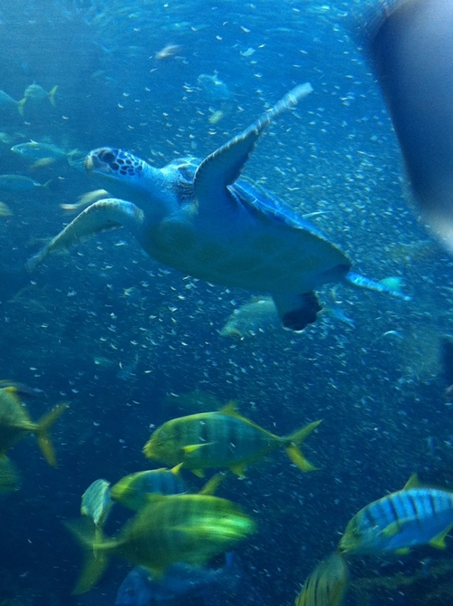 京都水族館_c0184989_15525012.jpg