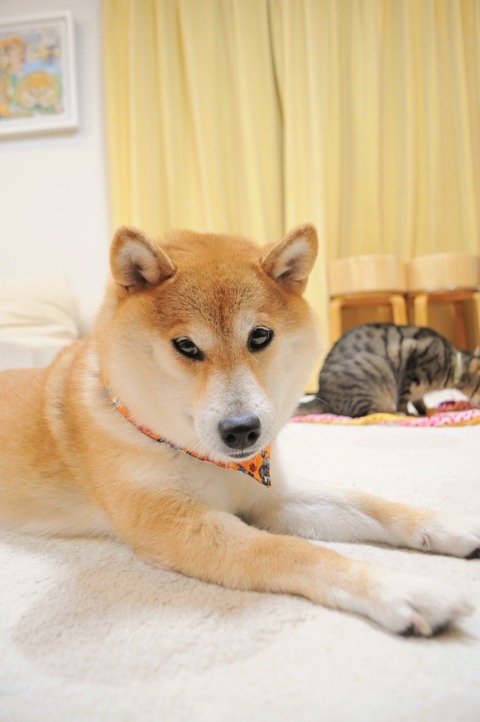 夢中なの_a0126590_23445985.jpg