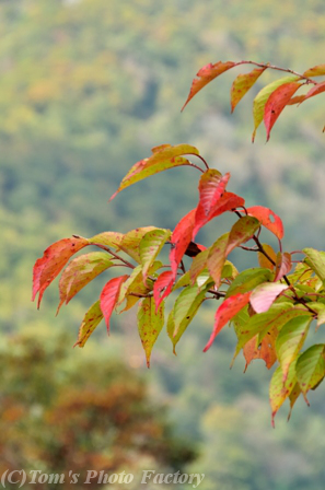 富山散歩～県西部186～紅葉を求めて、庄川を上る_b0155692_0251383.jpg
