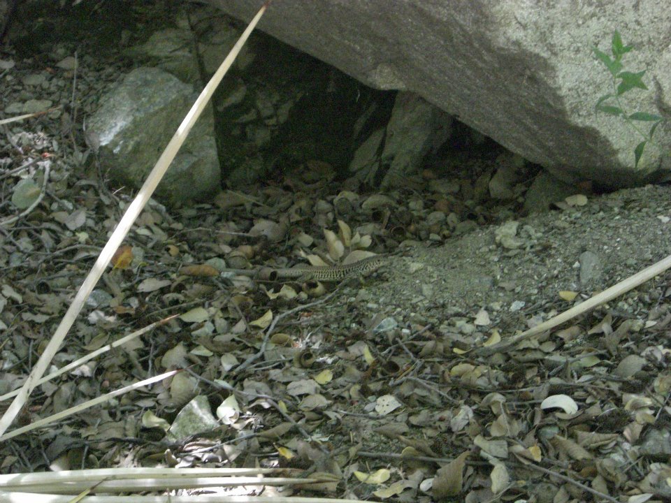 e0161692_1214673.jpg