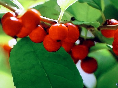 d0090001_2034295.jpg