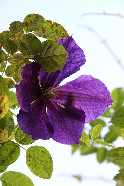 テラスで夕飯を楽しんで～♪　庭のお花たち　_a0123003_8544090.jpg