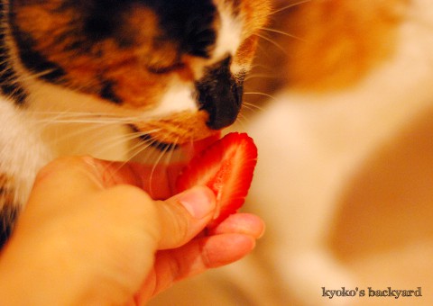 イチゴを噛る猫_b0253205_3183416.jpg