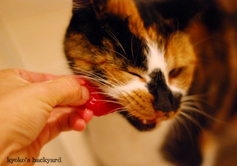 イチゴを噛る猫_b0253205_3193398.jpg