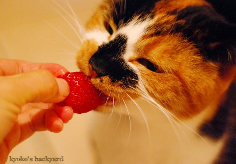 イチゴを噛る猫_b0253205_319694.jpg