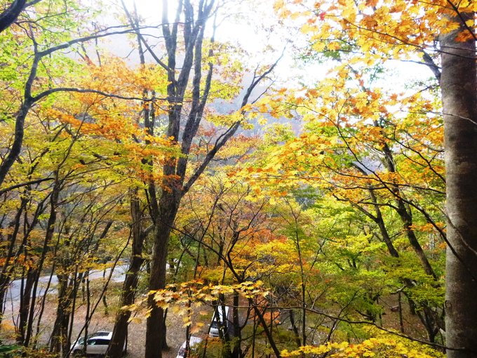 紅葉終盤　せせらぎ街道　西ウレ遊歩道　大倉滝_d0170615_2095060.jpg