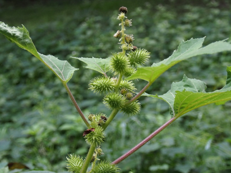 c0085622_21442062.jpg