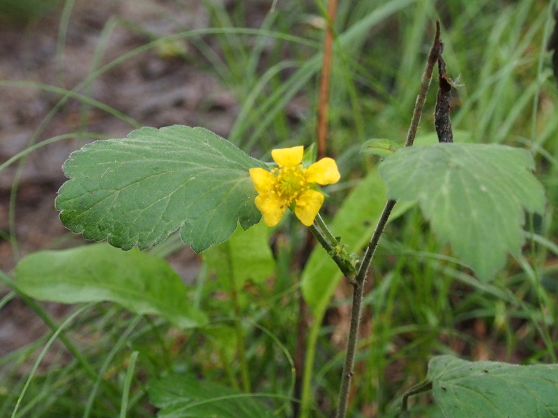 c0085622_2145784.jpg