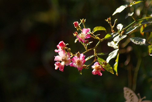 f0170524_8391671.jpg