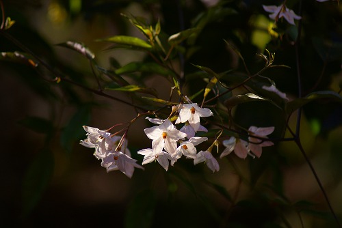 f0170524_8412666.jpg