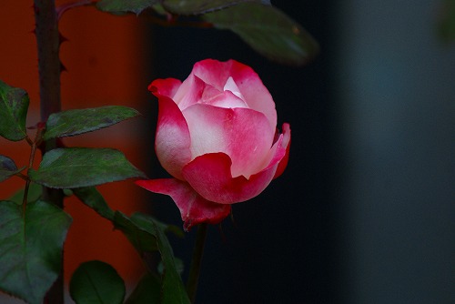 f0170524_8445544.jpg