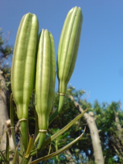 f0309325_103447.jpg