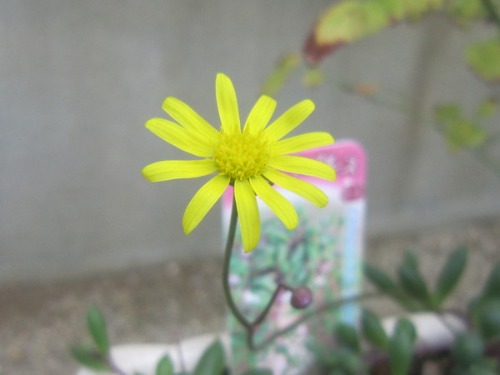 ルビーネックレスの花 がちゃぴん秀子の日記 ルビーネックレスの花 がちゃぴん秀子の日記
