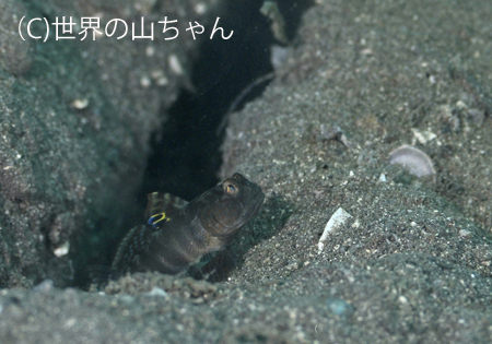 砂泥底エリア_b0163039_17363044.jpg