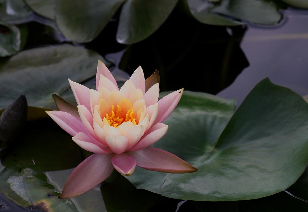 蓮華寺池公園１０月３１日(明日は１１月）_a0264542_1626381.jpg