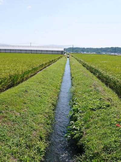 熊本県菊池市「七城米」好評発売中!熊本の豊かな自然が育む惜しまぬ手間ひまで育てられた美味しいお米_a0254656_17214929.jpg