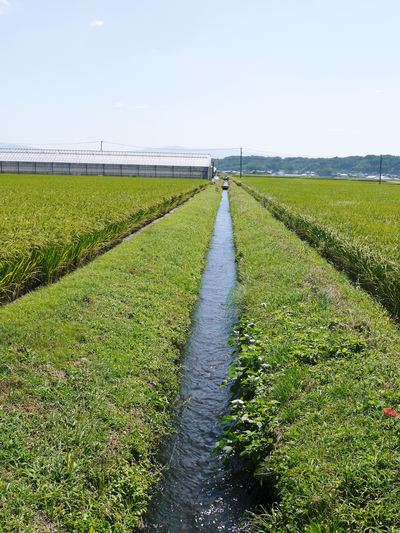 熊本の豊かな自然が育む、惜しまぬ手間ひまで育てられた美味しいお米｢七城米｣数量限定にて発売中!!_a0254656_17214929.jpg