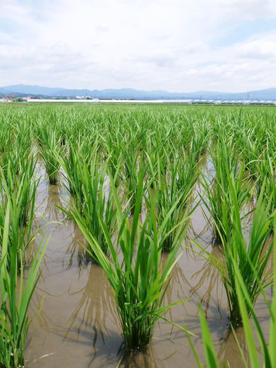 平成25年度新米 熊本の豊かな自然が育む、美味しいお米「七城米」好評発売中!!_a0254656_17333641.jpg