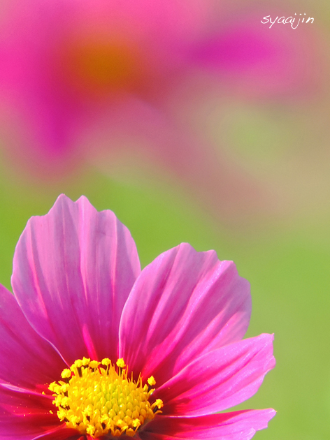 くりはま花の国 コスモスを 写愛館
