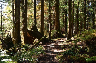 紅葉の森、美女平_a0243562_18204118.jpg