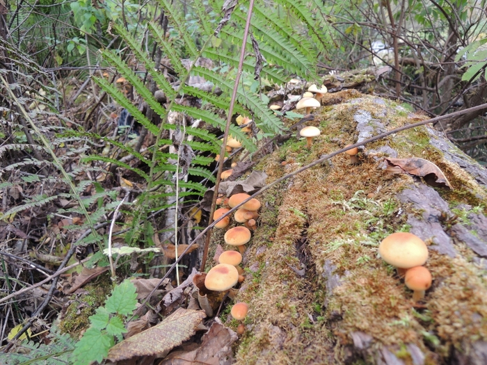 北海道釣行記2013、食べ歩き。_c0198267_7553490.jpg