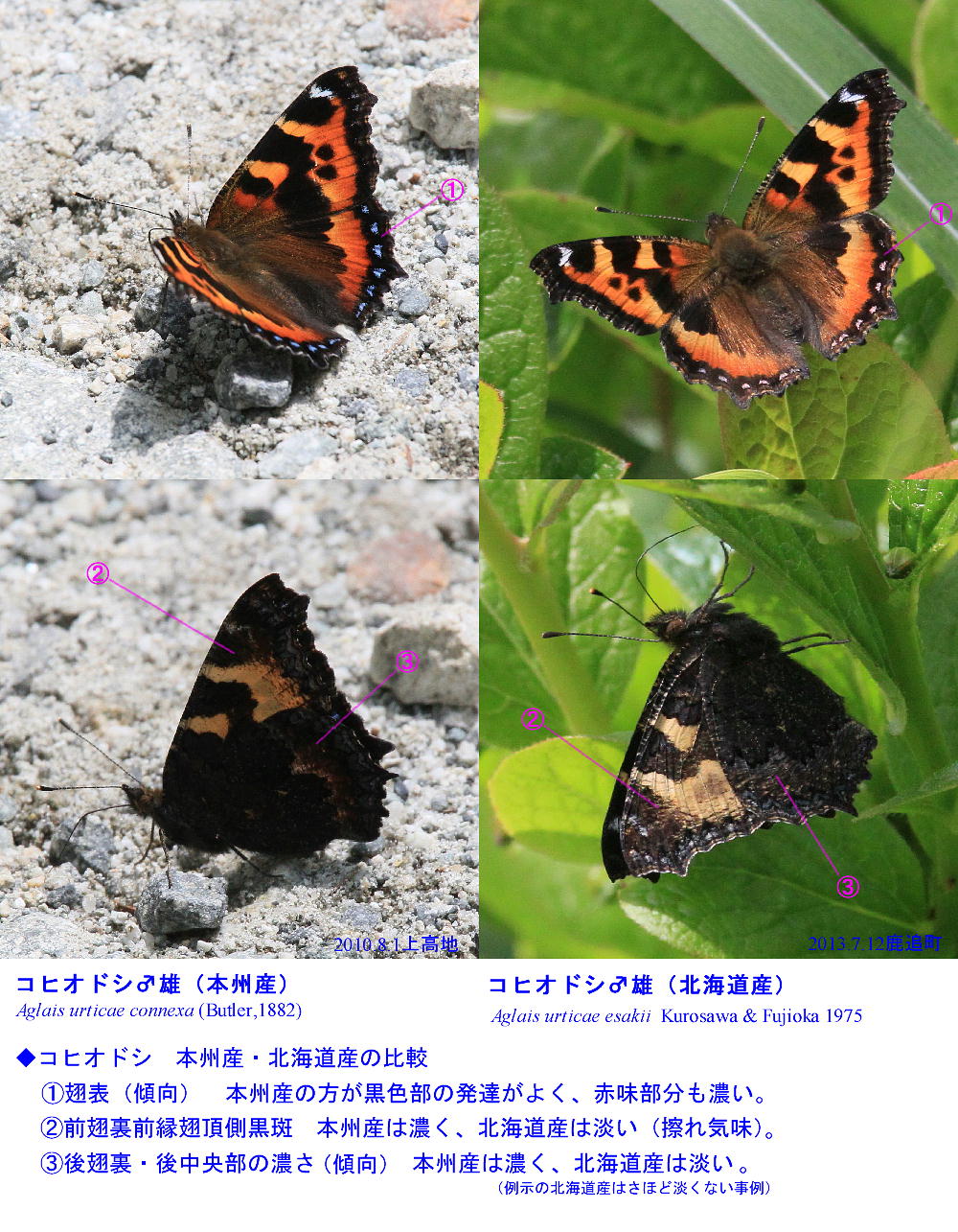 コヒオドシ 北海道産は淡い 13 7 12北海道11 蝶鳥ウォッチング コヒオドシ 北海道産は淡い 13 7 12北海道11 蝶鳥ウォッチング
