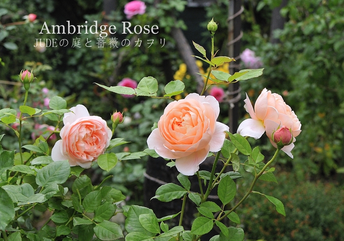 アンブリッジローズ 秋の花 : ＪＵＤＥの庭と薔薇のカヲリ