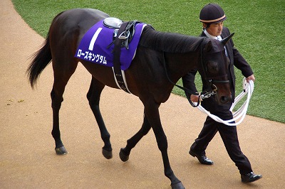 ローズキングダム（１２’有馬記念１２）_b0015386_2214473.jpg