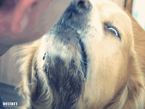 b0146688_19293866.gif