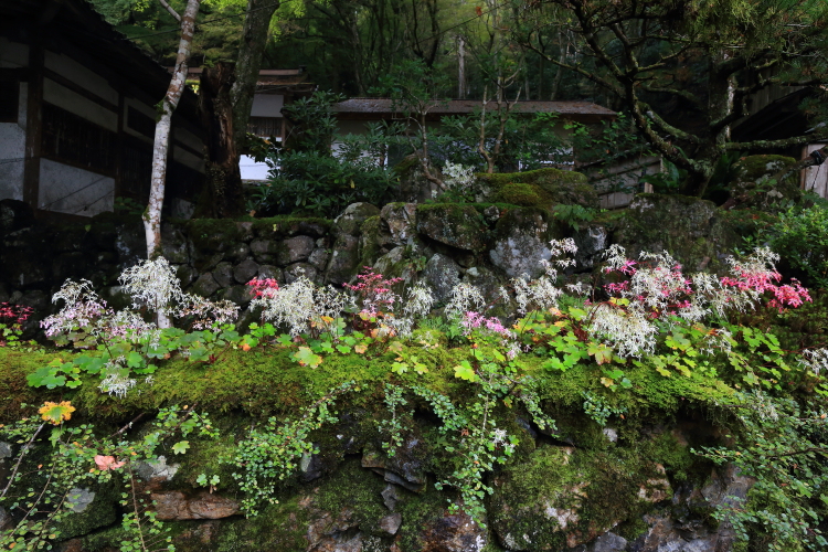 阿弥陀寺_e0051888_16101468.jpg
