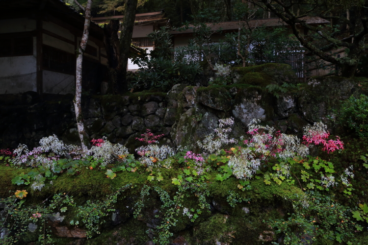 阿弥陀寺_e0051888_166084.jpg