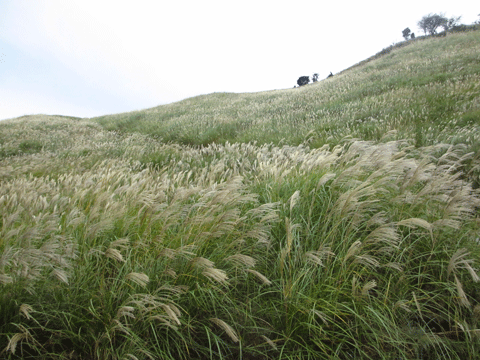 f0110488_035639.gif
