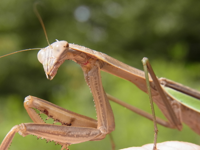 オオカマキリの前肢 カマ の付け根の色 写ればおっけー コンデジで虫写真