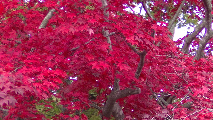 c0205393_20104529.jpg