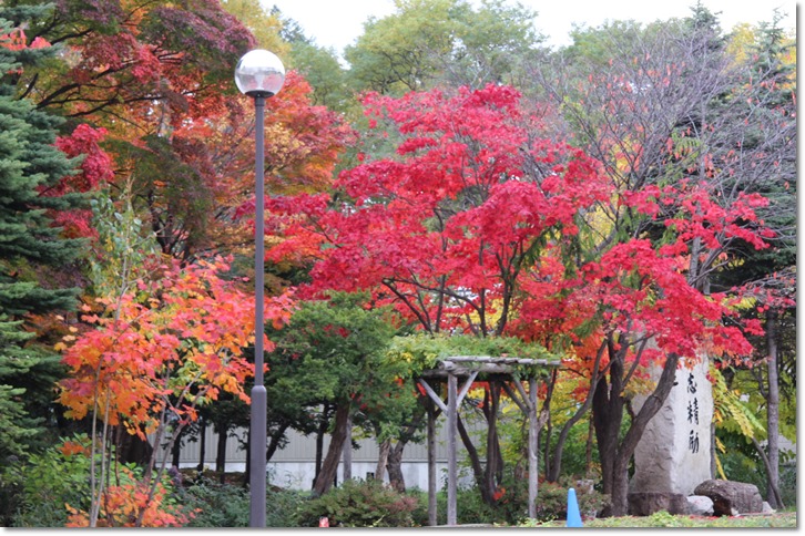 近所の紅葉（１０・２６～２９）_f0146493_16104253.jpg