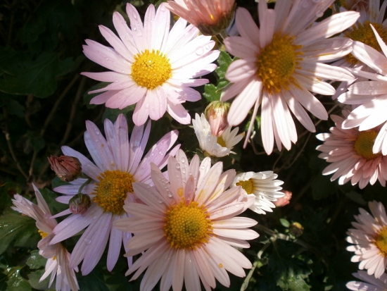 d0000995_0364897.jpg