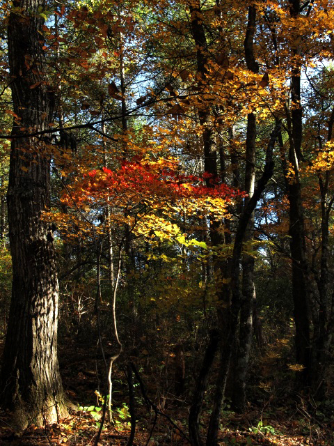 e0039703_18585051.jpg