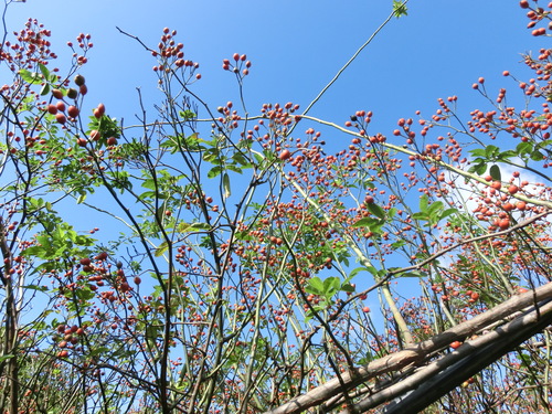 c0156104_21151953.jpg