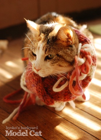 モデル猫、Sandy_b0253205_434054.jpg
