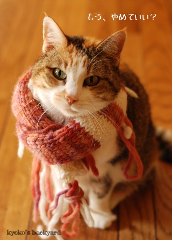 モデル猫、Sandy_b0253205_436671.jpg