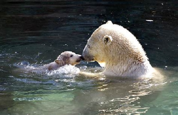 デンマーク・オールボー動物園のメーリクとミラクが同園の改修工事のためスカンジナヴィア野生動物公園へ_a0151913_144418.jpg