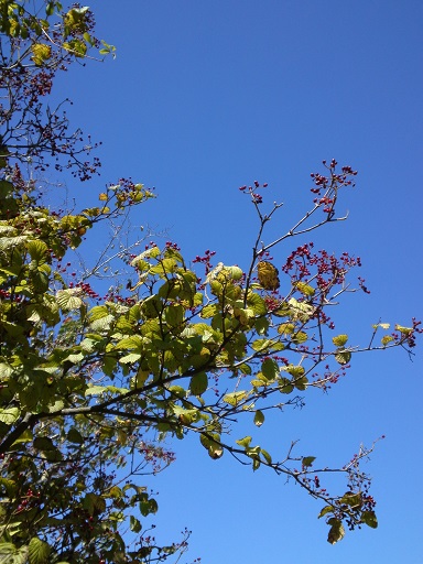 c0146714_2395167.jpg