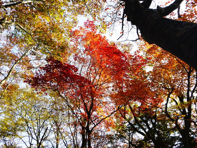 紅葉終盤　せせらぎ街道　西ウレ峠遊歩道　　散策 編_d0170615_6484260.jpg