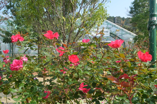 e0135518_1704646.jpg