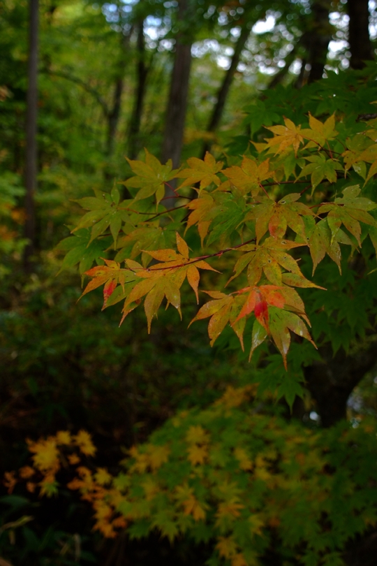 馬瀬の紅葉　その２_e0256122_17301917.jpg