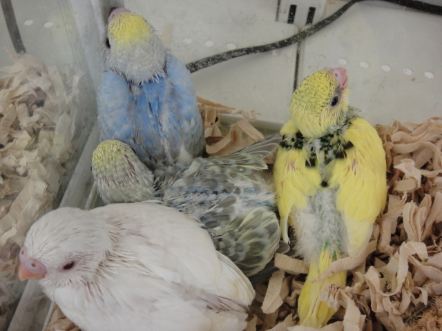 131101 フレンチロップ・インコ・文鳥・ハムスター_f0189122_1439950.jpg