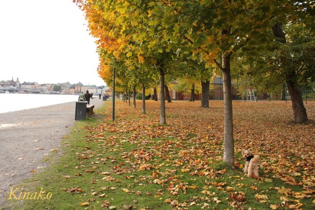 秋のシェップスホルメン島２（カステルホルメン島）　－　Höstpromenad på Skeppsholmen (Kastellholmen)_e0250023_601343.jpg