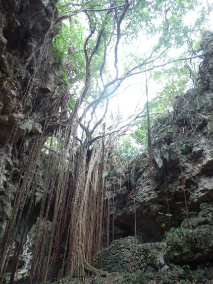 ガンガラーの谷ネイチャーツアー＆『CAVECAFE』＠南城市_c0215224_0332934.jpg