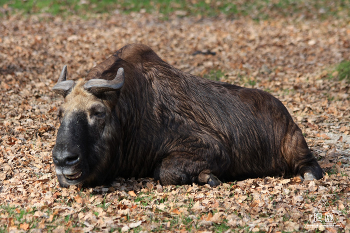 361 Hellabrunn Zoo ~ミュンヘンの動物園~_c0211532_2129549.jpg